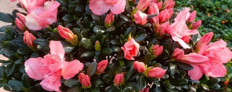 伊春市花是什么花 伊春市花是什么花