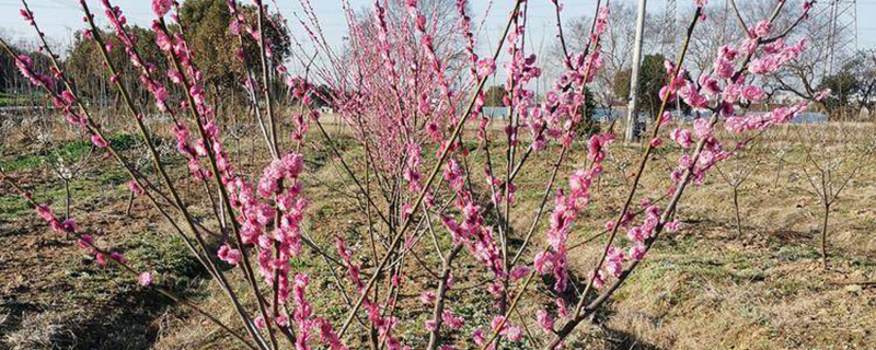 地径3公分梅花树苗