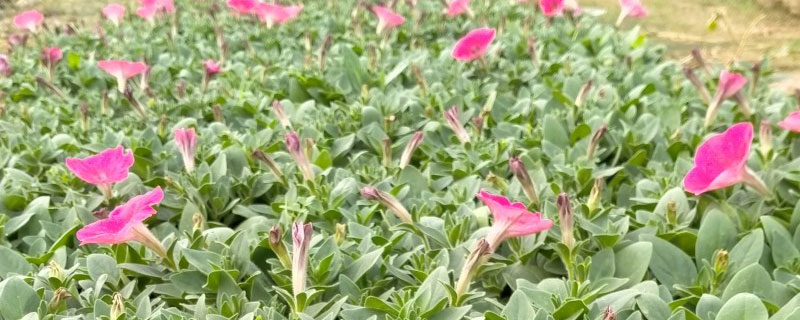 牵牛花 牵牛花
