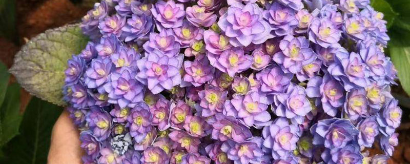 绣球花 绣球花