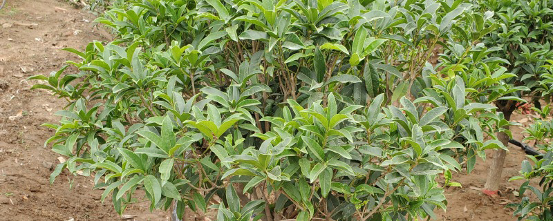 8公分桂花树 8公分桂花树