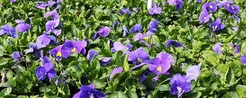 三色堇花 三色堇花