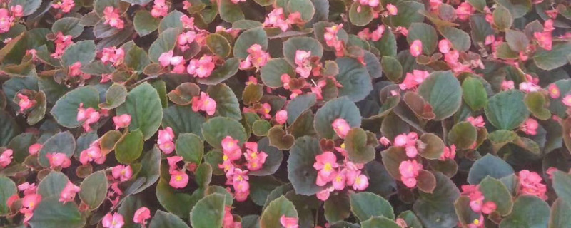 四季海棠花苗 四季海棠花苗