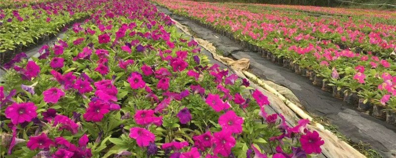 矮牵牛种植基地实拍图 矮牵牛种植基地实拍图