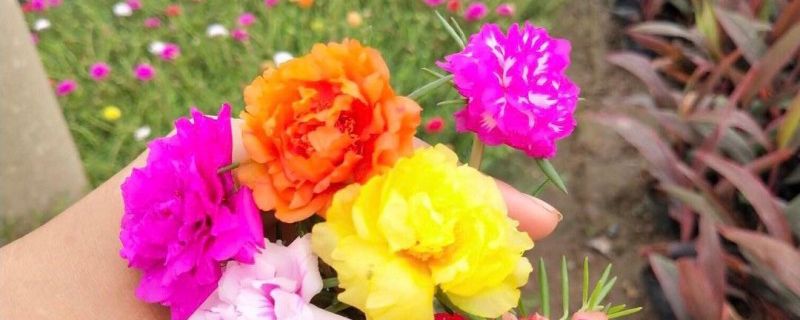 太阳花 太阳花