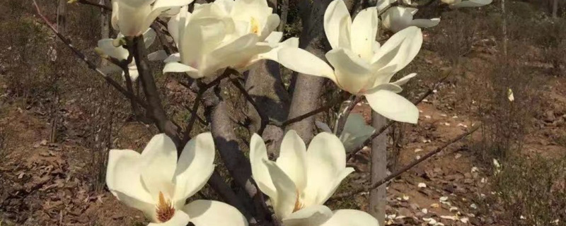 地径5公分白玉兰