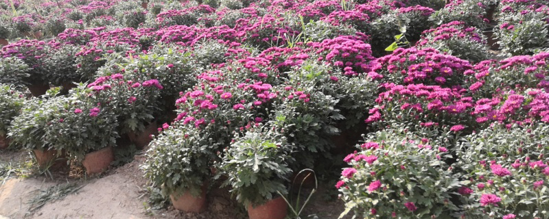 盆栽多头菊花