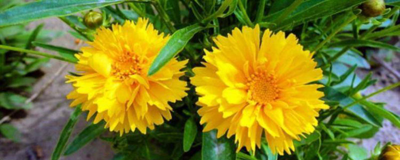 大花金鸡菊 大花金鸡菊