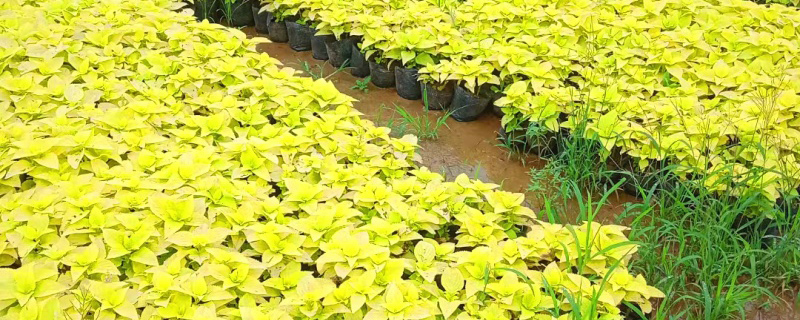 黄色彩叶草 黄色彩叶草