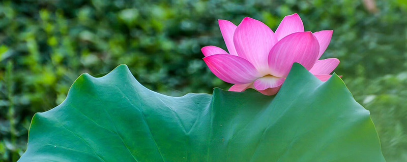 莲花