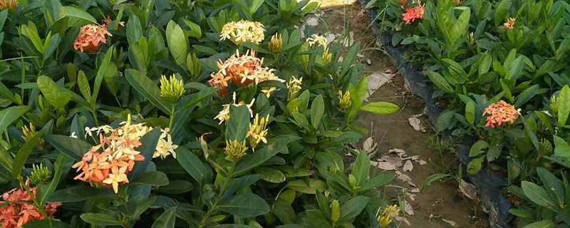 25公分龙船花