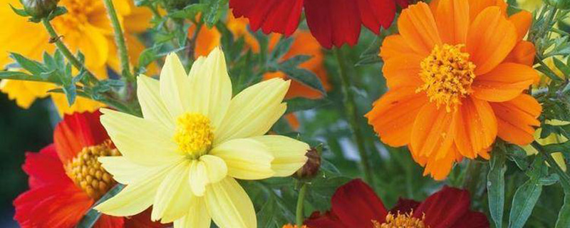 黄色硫华菊 黄色硫华菊
