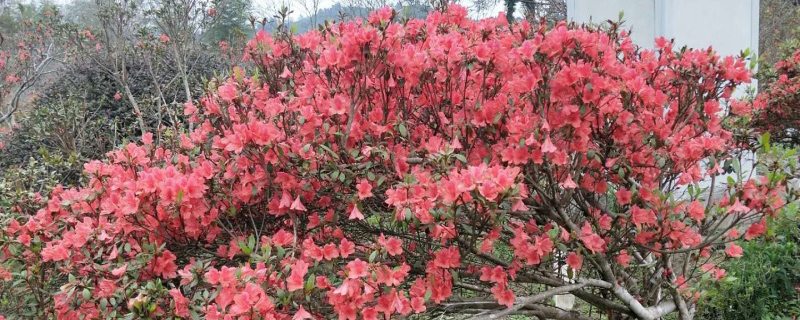 映山红老桩