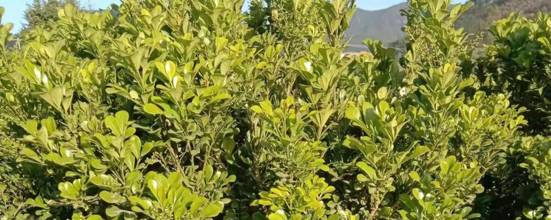 米兰苗 米兰苗