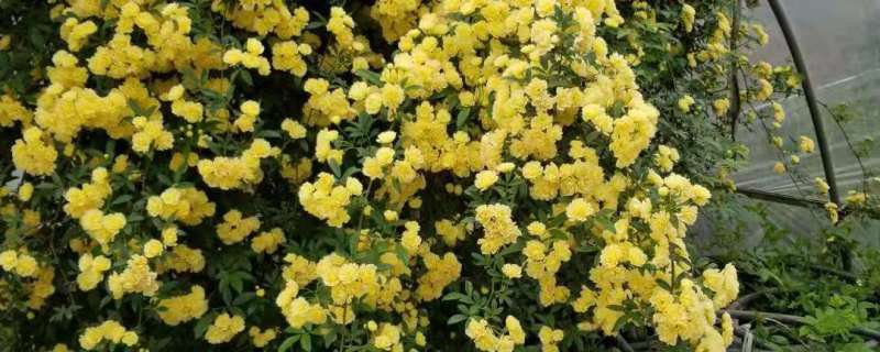 木香花 木香花