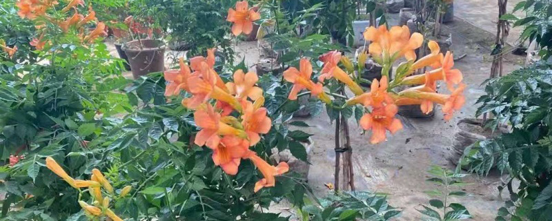 凌霄花苗 凌霄花苗