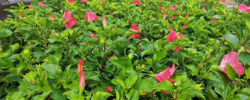 朱槿花苗 朱槿花苗