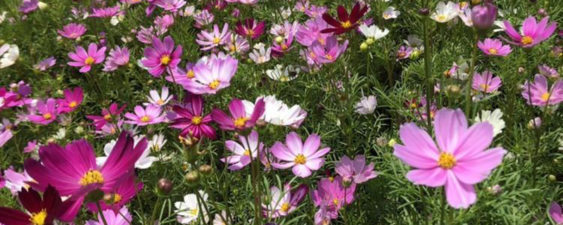 格桑花苗 格桑花苗