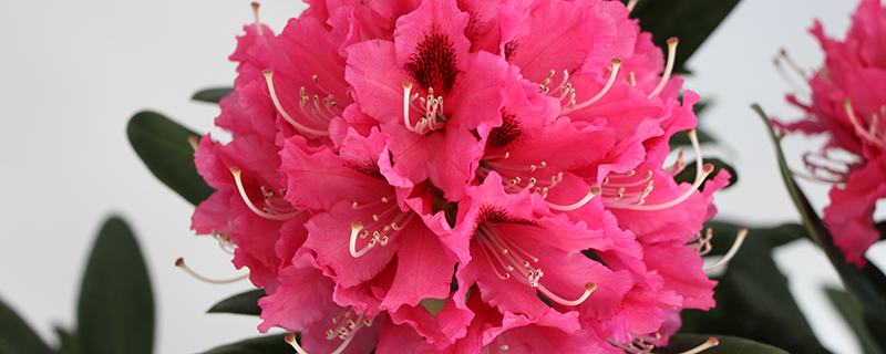 高山杜鹃花