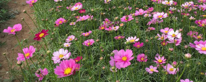 格桑花育苗基地 格桑花育苗基地
