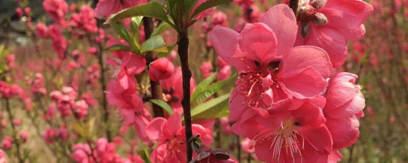 观赏桃花 观赏桃花