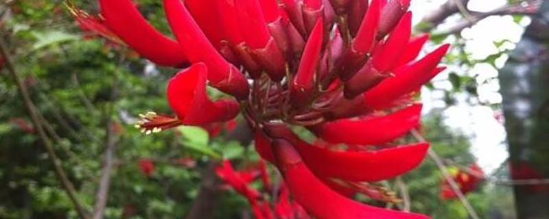 龙牙花 龙牙花