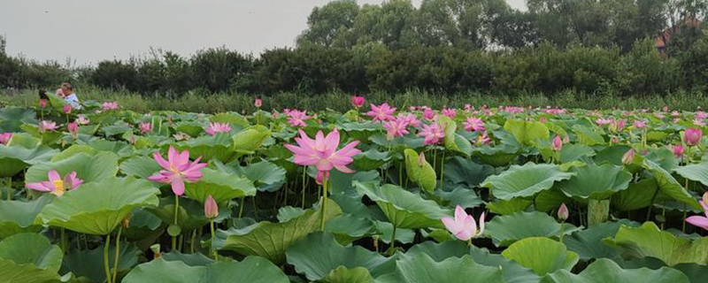 荷花种植基地实拍图 荷花种植基地实拍图