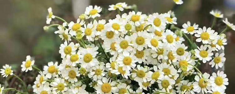 洋甘菊花束 洋甘菊花束