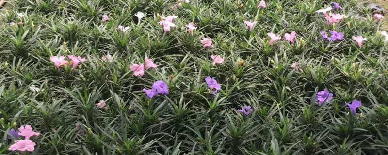 蓝花莉小苗