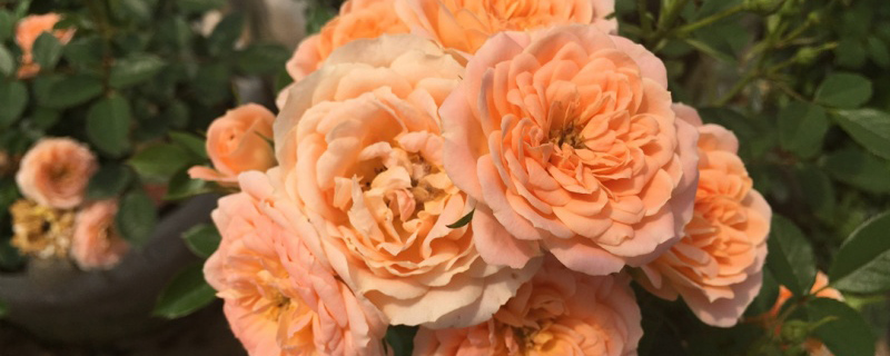 精品橙色月季花 精品橙色月季花