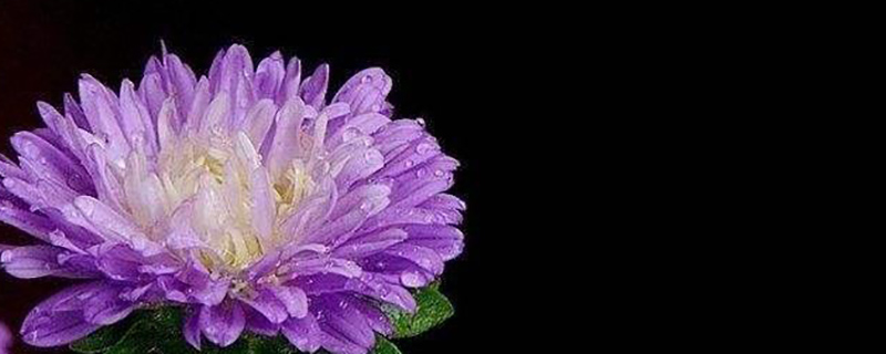 紫色翠菊 紫色翠菊