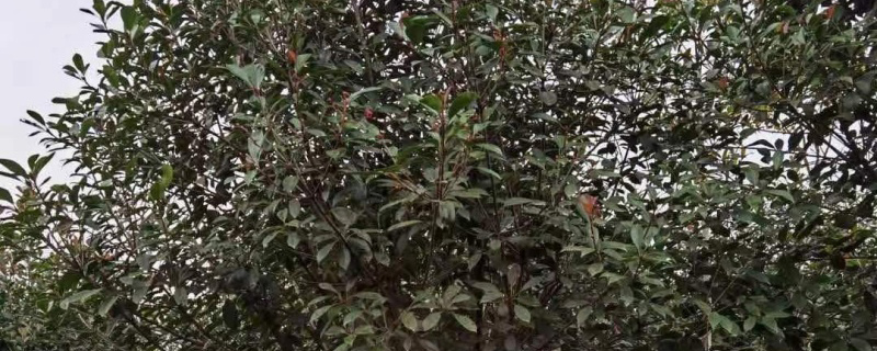 浙江桂花基地实拍图 浙江桂花基地实拍图