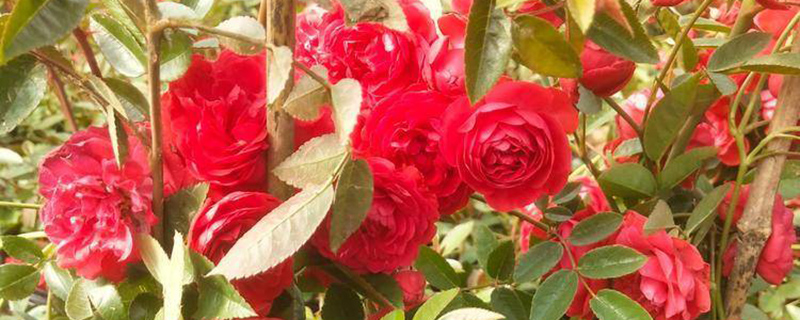 红木香花苗
