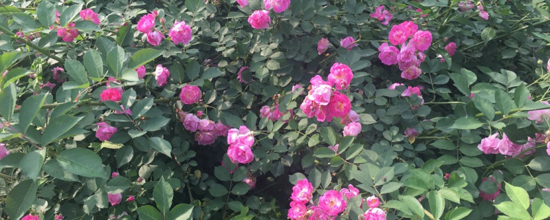蔷薇花苗 蔷薇花苗