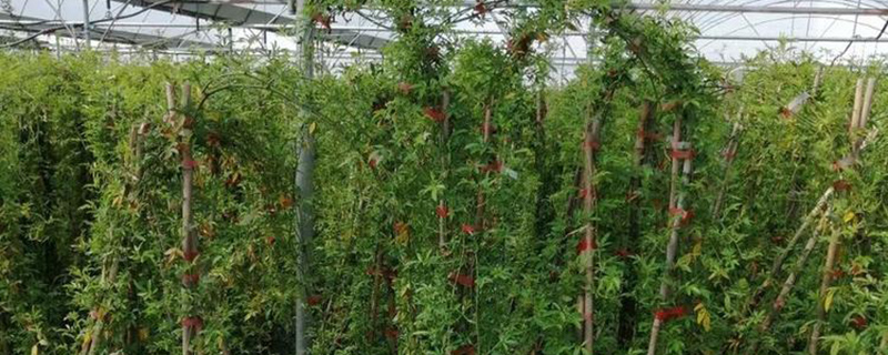 大棚木香花苗 大棚木香花苗