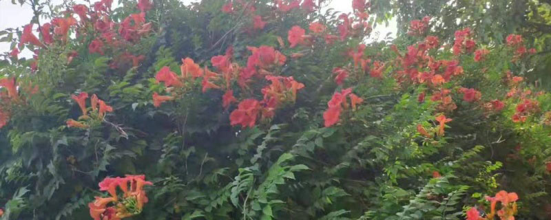 凌霄花 凌霄花