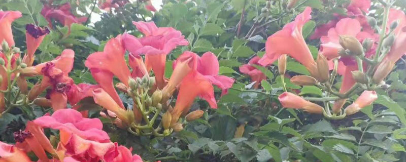 凌霄花可以阳台种植吗 凌霄花可以阳台种植吗