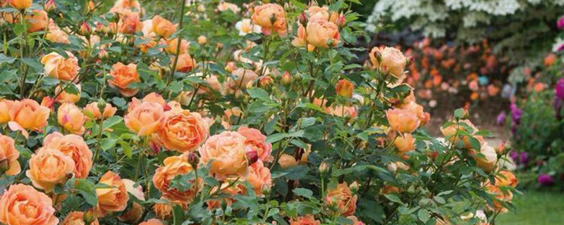 地栽橙色月季花 地栽橙色月季花