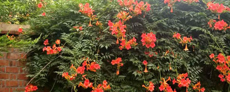 凌霄花种子长什么样子 凌霄花种子长什么样子