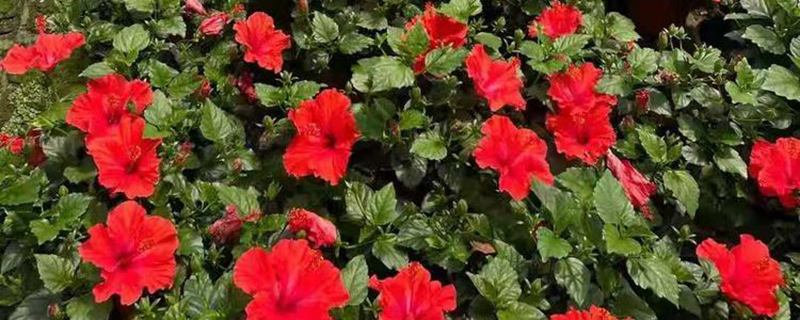 扶桑花苗 扶桑花苗