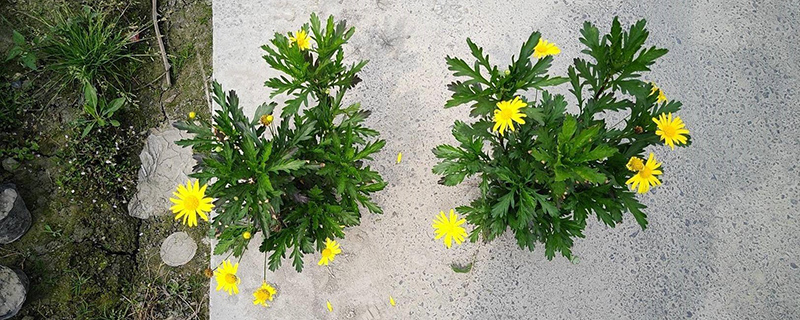 木春菊盆栽 木春菊盆栽