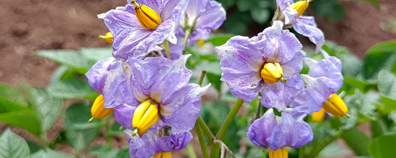 洋芋花 洋芋花