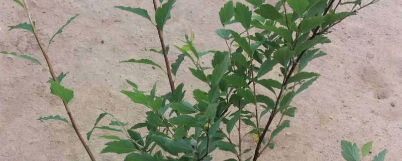 珍珠梅小苗 珍珠梅小苗