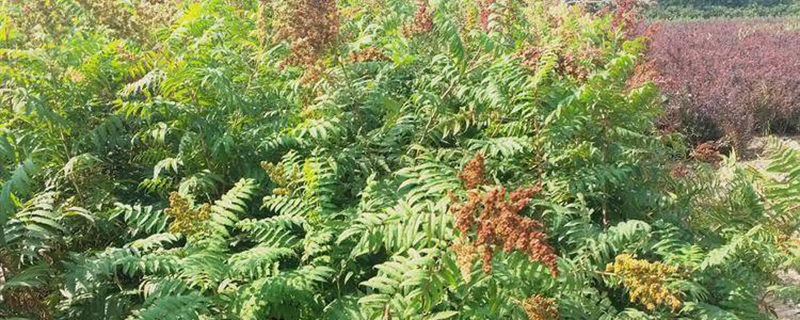 高度1米珍珠梅苗 高度1米珍珠梅苗