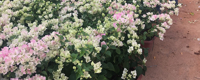 绿樱三角梅一年开几次花