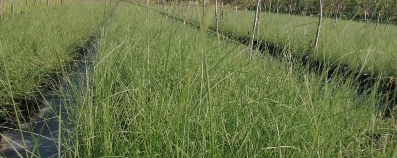 粉黛乱子草北方可以种植吗 粉黛乱子草北方可以种植吗