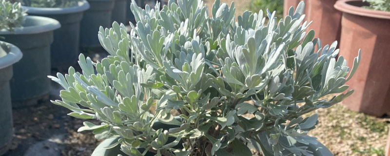 银叶菊有毒吗 银叶菊有毒吗