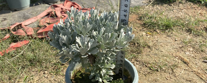 银叶菊耐寒多少度 银叶菊耐寒多少度
