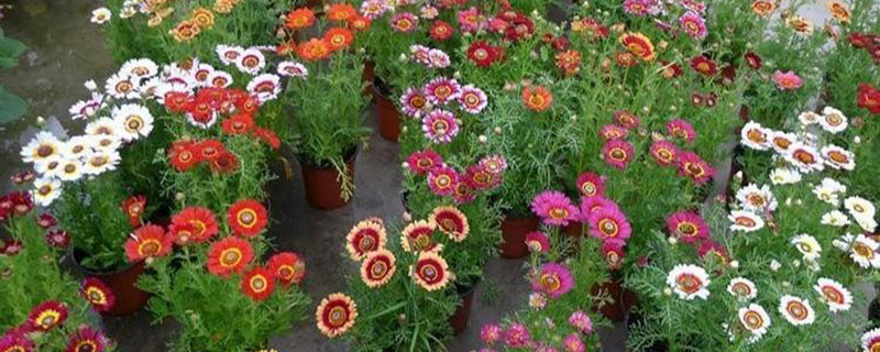 花环菊是多年生吗 花环菊是多年生吗