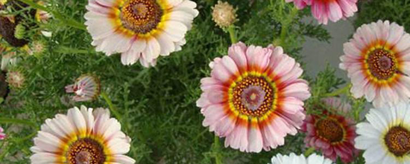 花环菊 花环菊